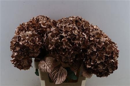 Hydrangea Painted 80cm 22Ø
