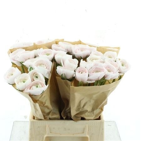 Ranunculus Success Hanoi 45cm