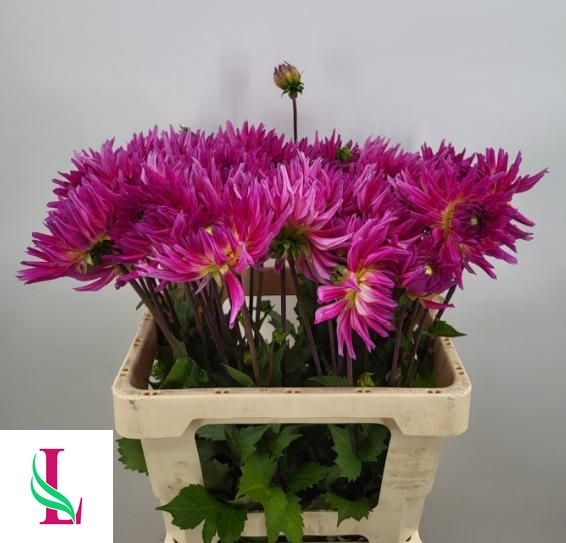 Dahl Orchid Princess 60cm