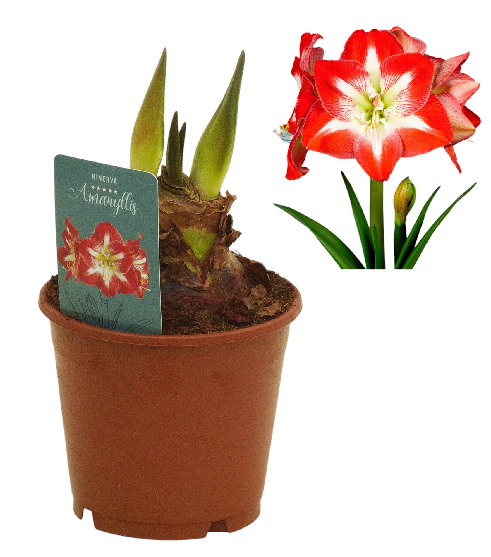 Hippeastrum Minerva regular assortiment