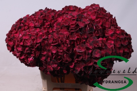 Hydr M Mag Dark Ruby