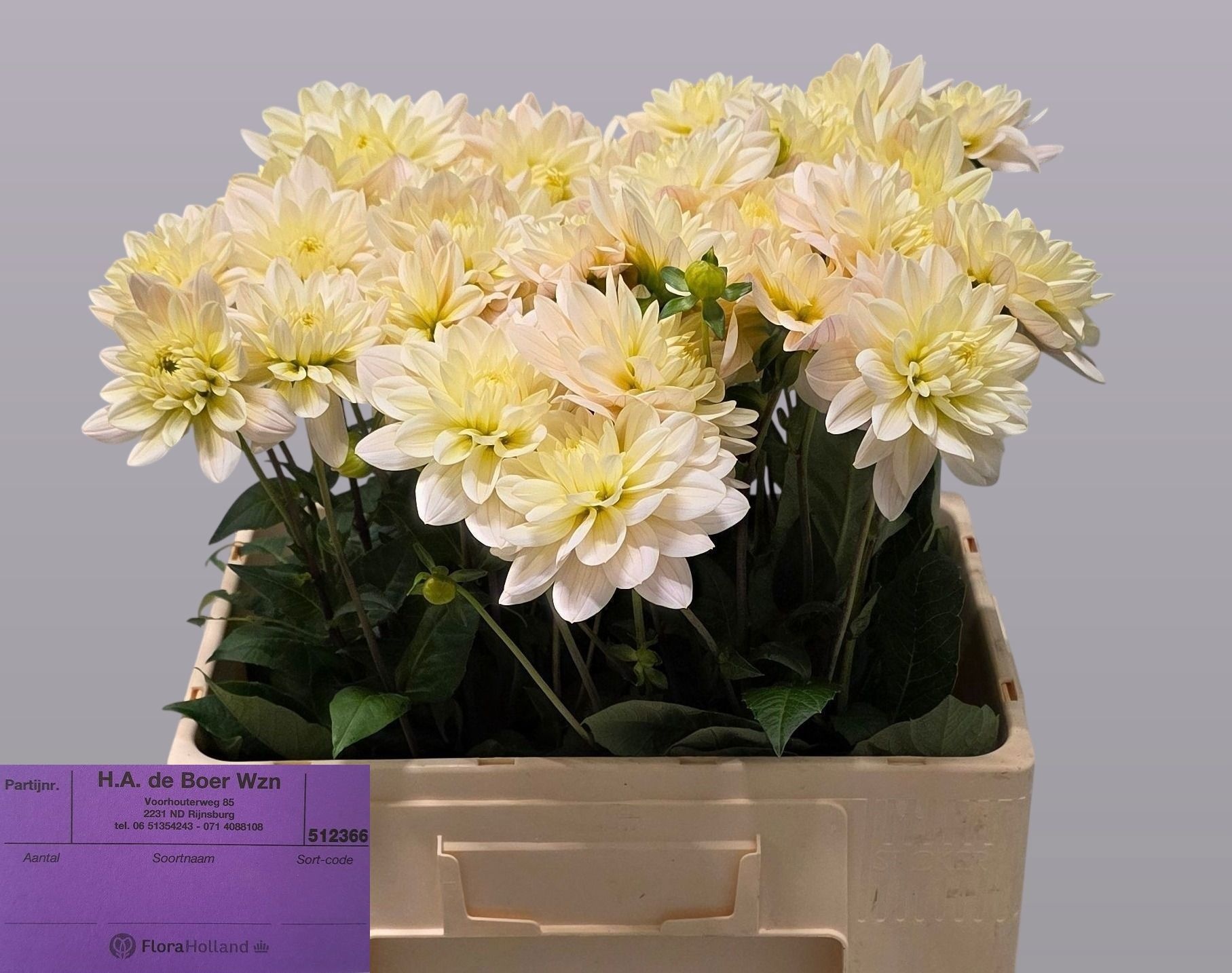Dahlia Dianas Memory 50cm