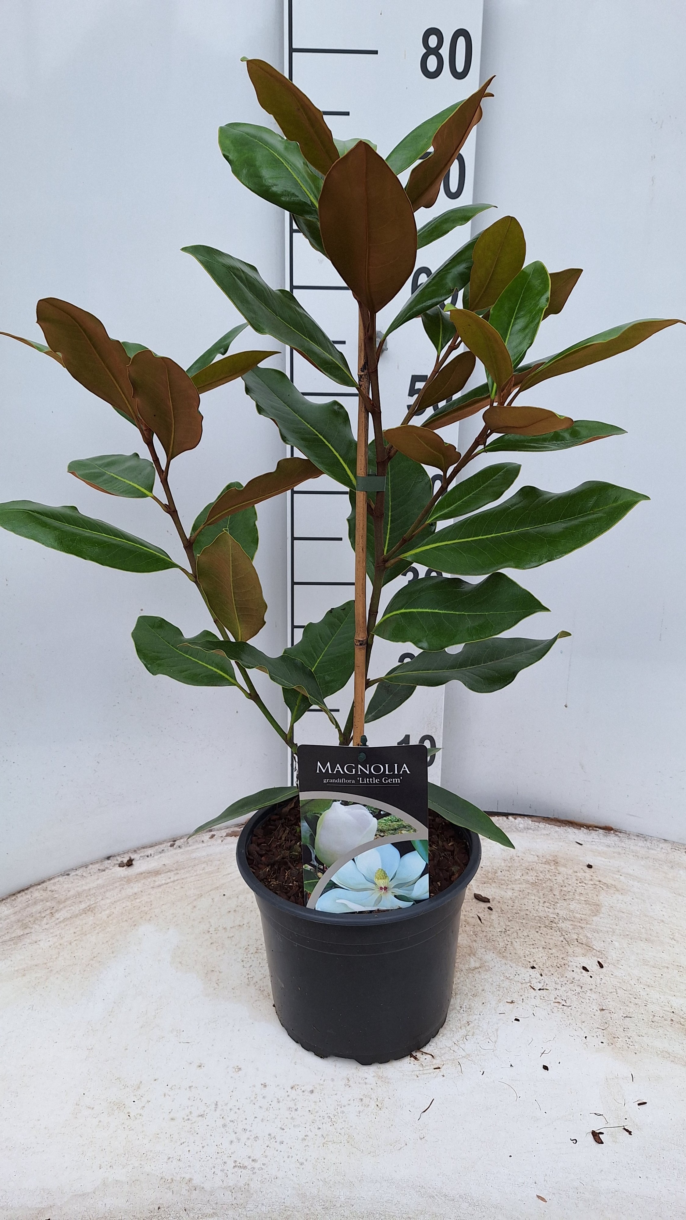 Picture of Magnolia grandiflora Little Gem P21 (4 Ltr) (LOOSE)