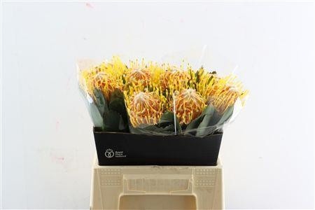 Leucospermum Veldfire 50cm