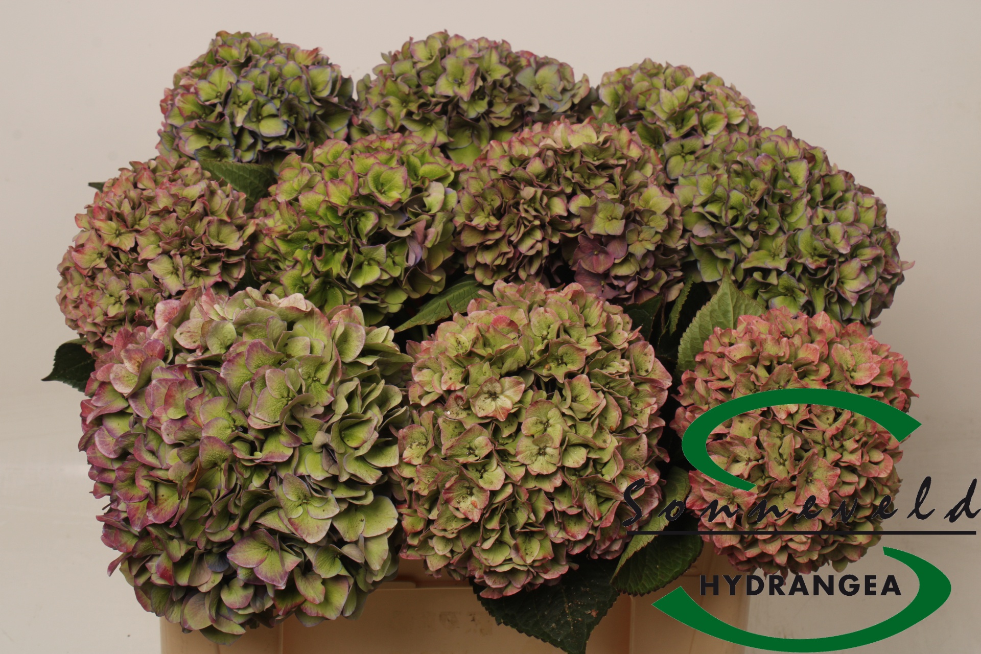 Hydrangea Rodeo Classic Pink 50cm 18Ø