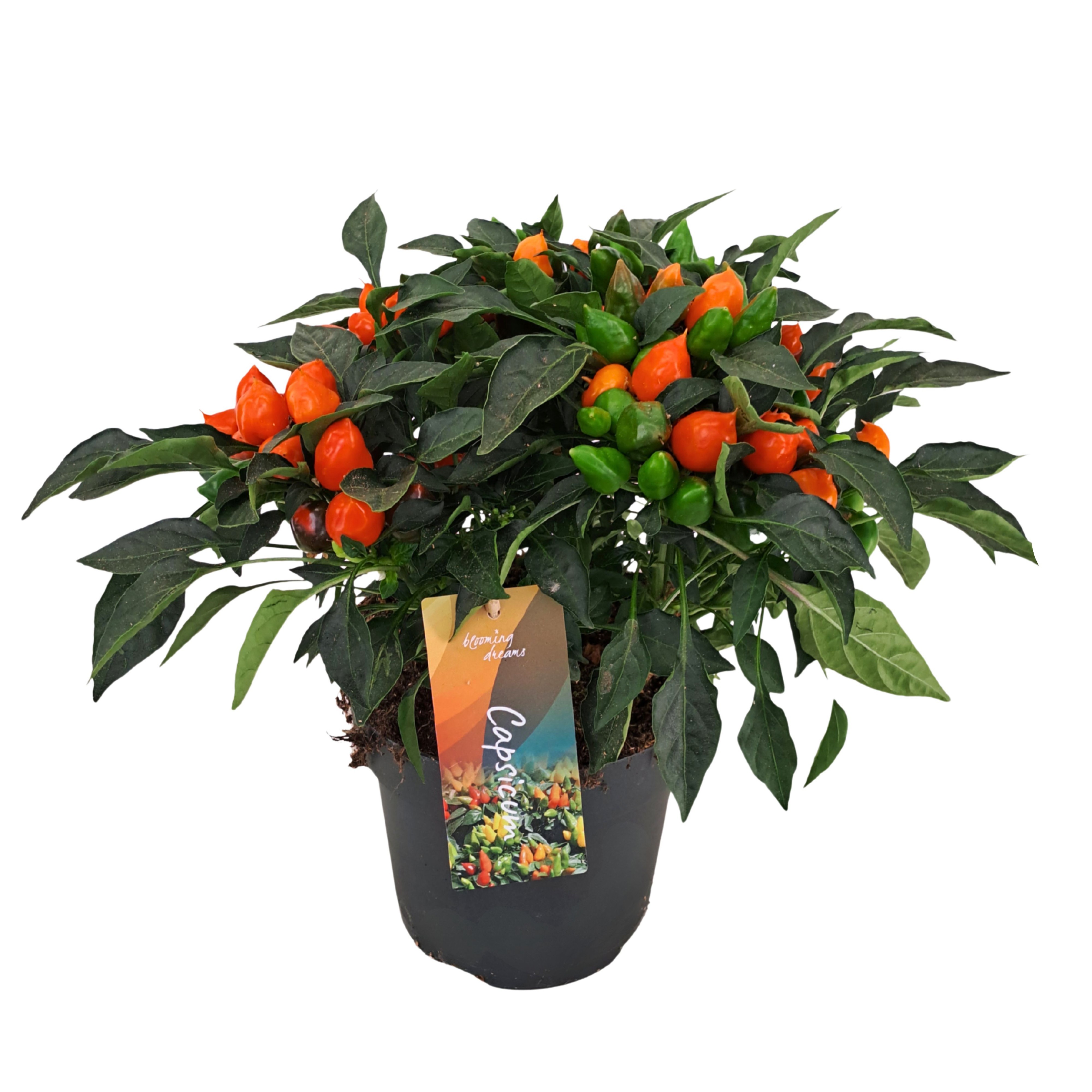 Capsicum annuum 'Mambo Orange'