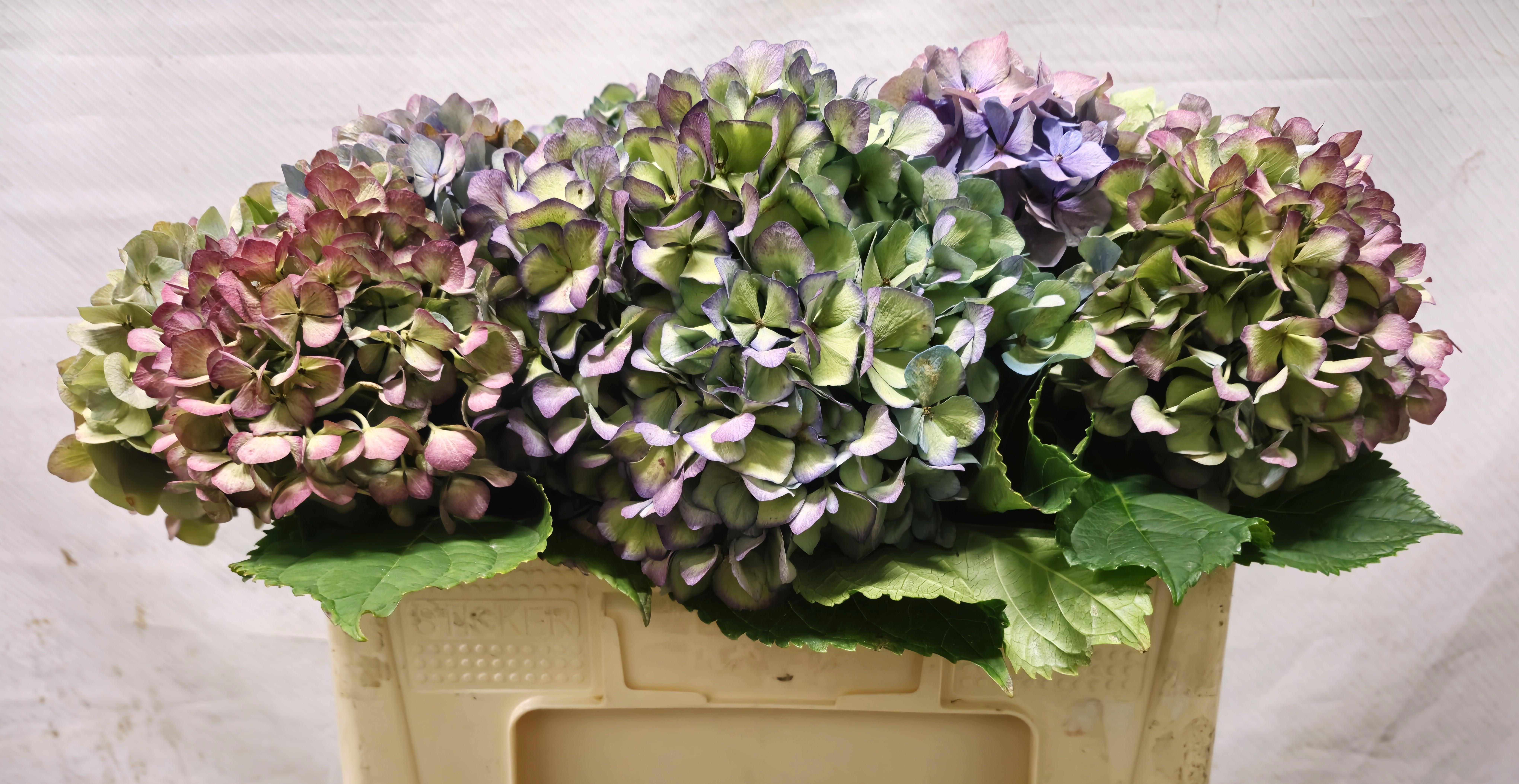 Hydrangea Steiniger Classic 45cm 15Ø