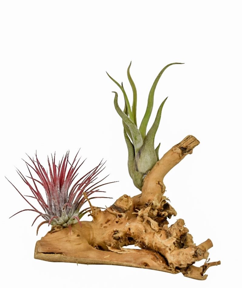 Arr Tillandsia 10P 10H 11bloei