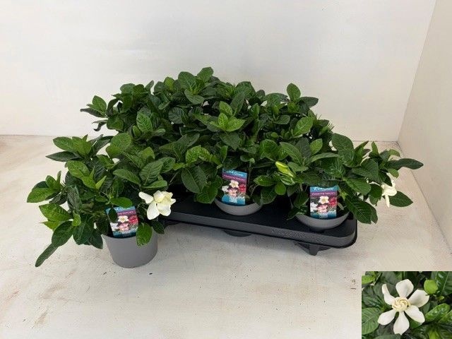 Gardenia 13Ø 22cm