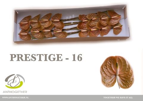 Anthurium Prestige 11Ø