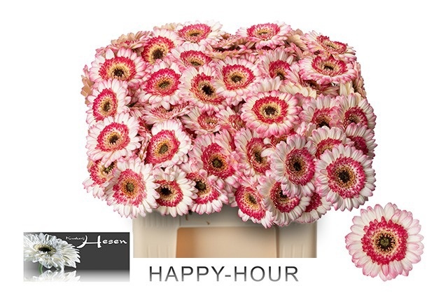 Germini Happy Hour 50cm 7Ø