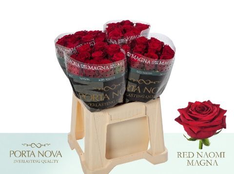 R Gr Red Naomi!