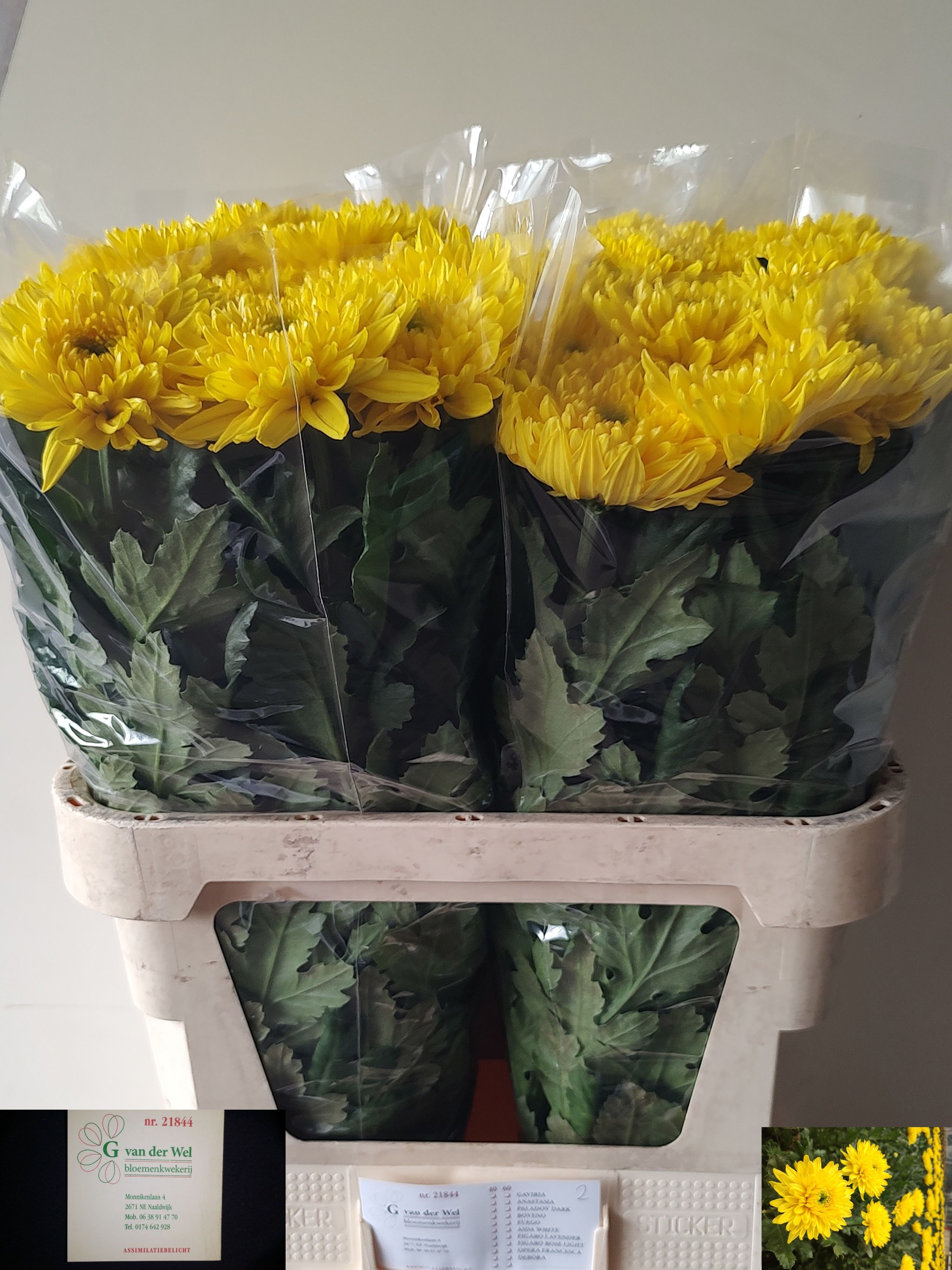 Chrys Single Heliora 80cm 100gram