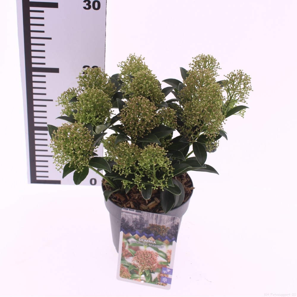 Picture of Skimmia jap. 'Marlot'