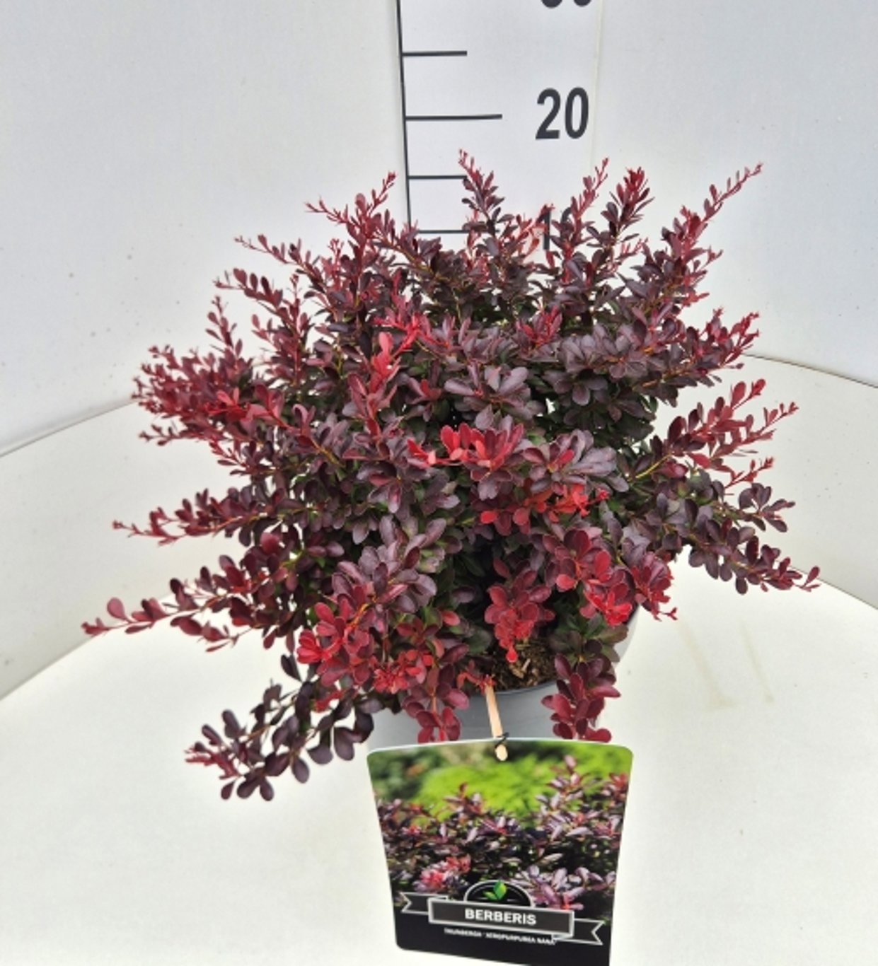 Berberis thunbergii 'Atropurpurea Nana'