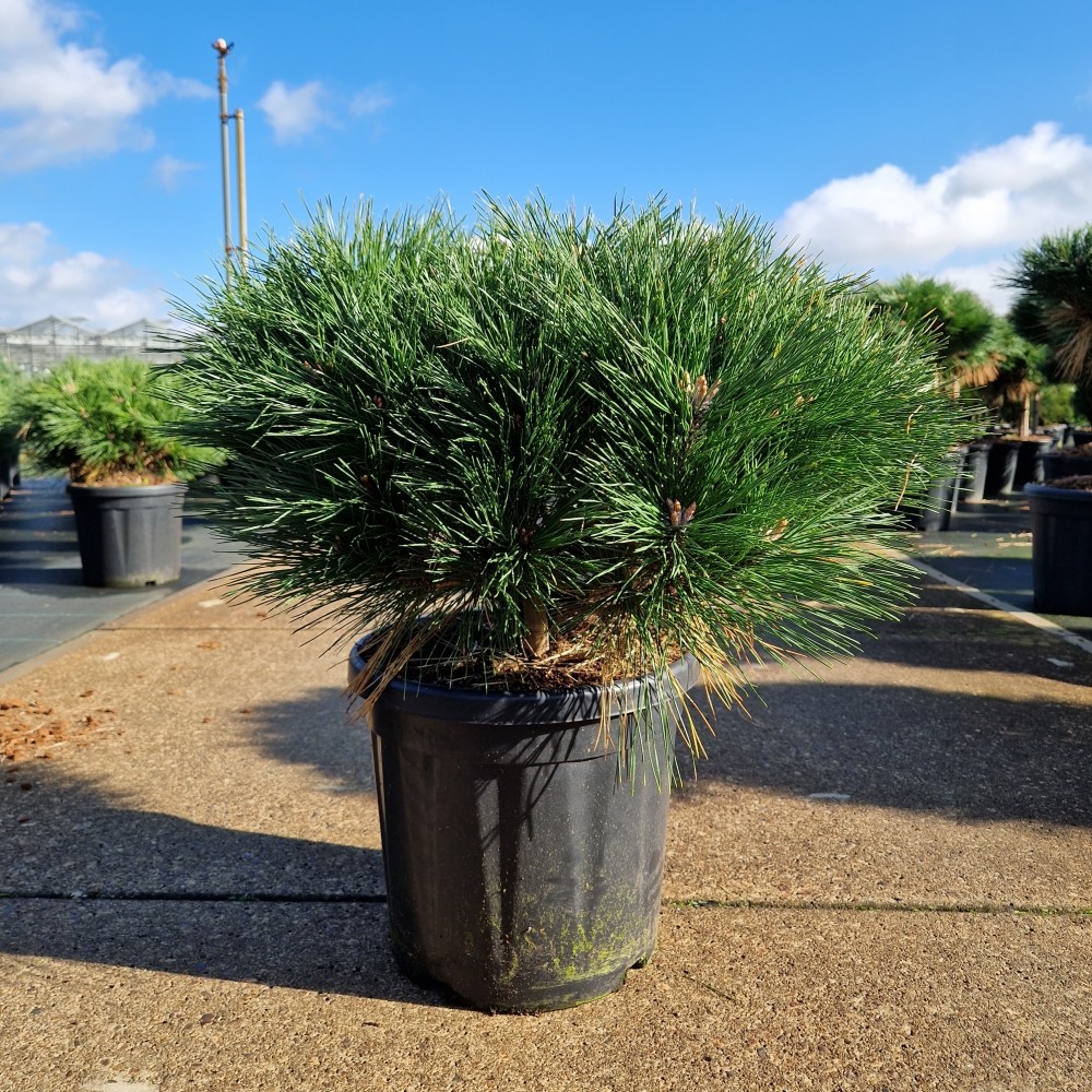 Picture of Pinus nigra Brepo C18 40/+ (LOOSE)