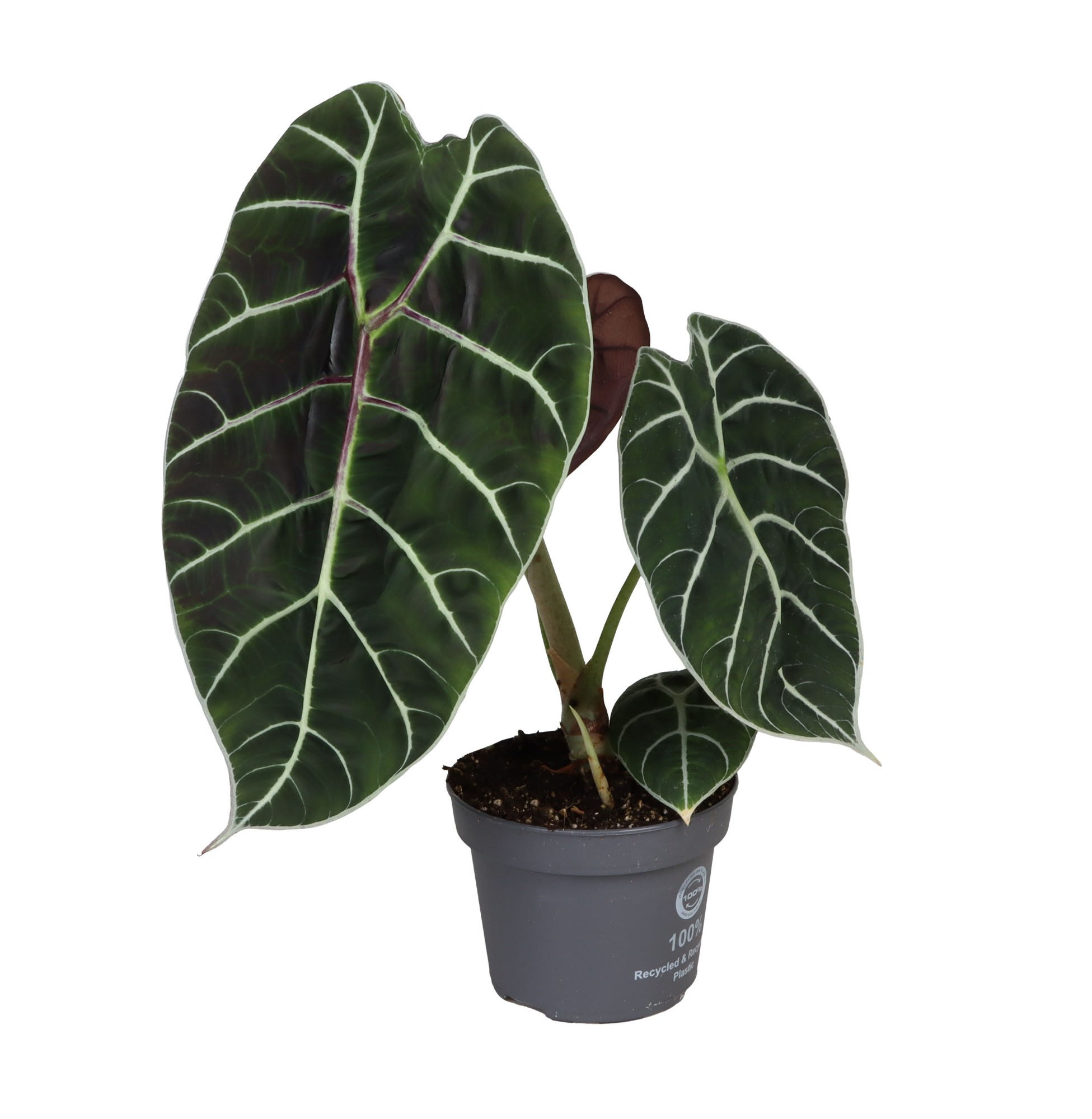 Picture of Alocasia Watsoniana Pride Of Cup P12 35CM