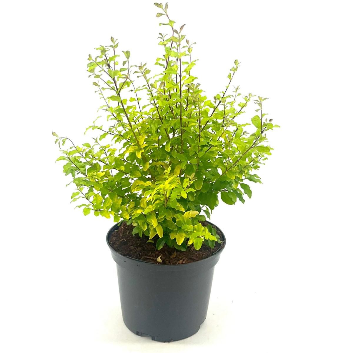 Ligustrum Oval. 'lemon And Lime'
