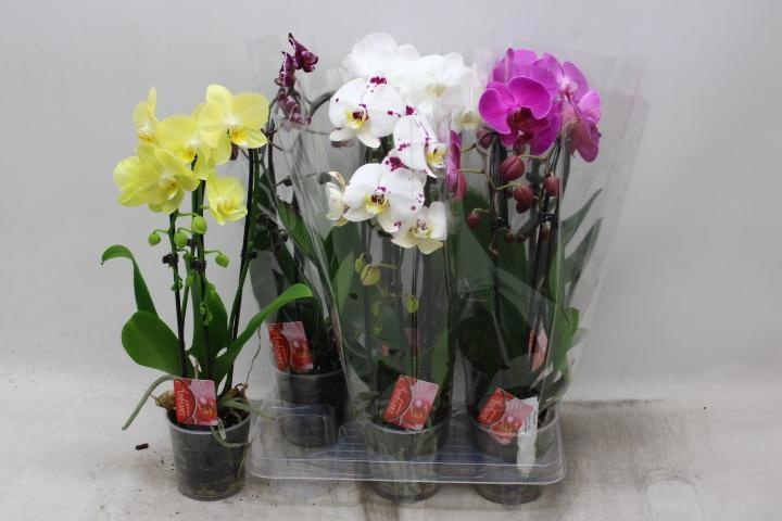 Phal El Cascade 12P 45H 2TAK 16bloem 23bloei