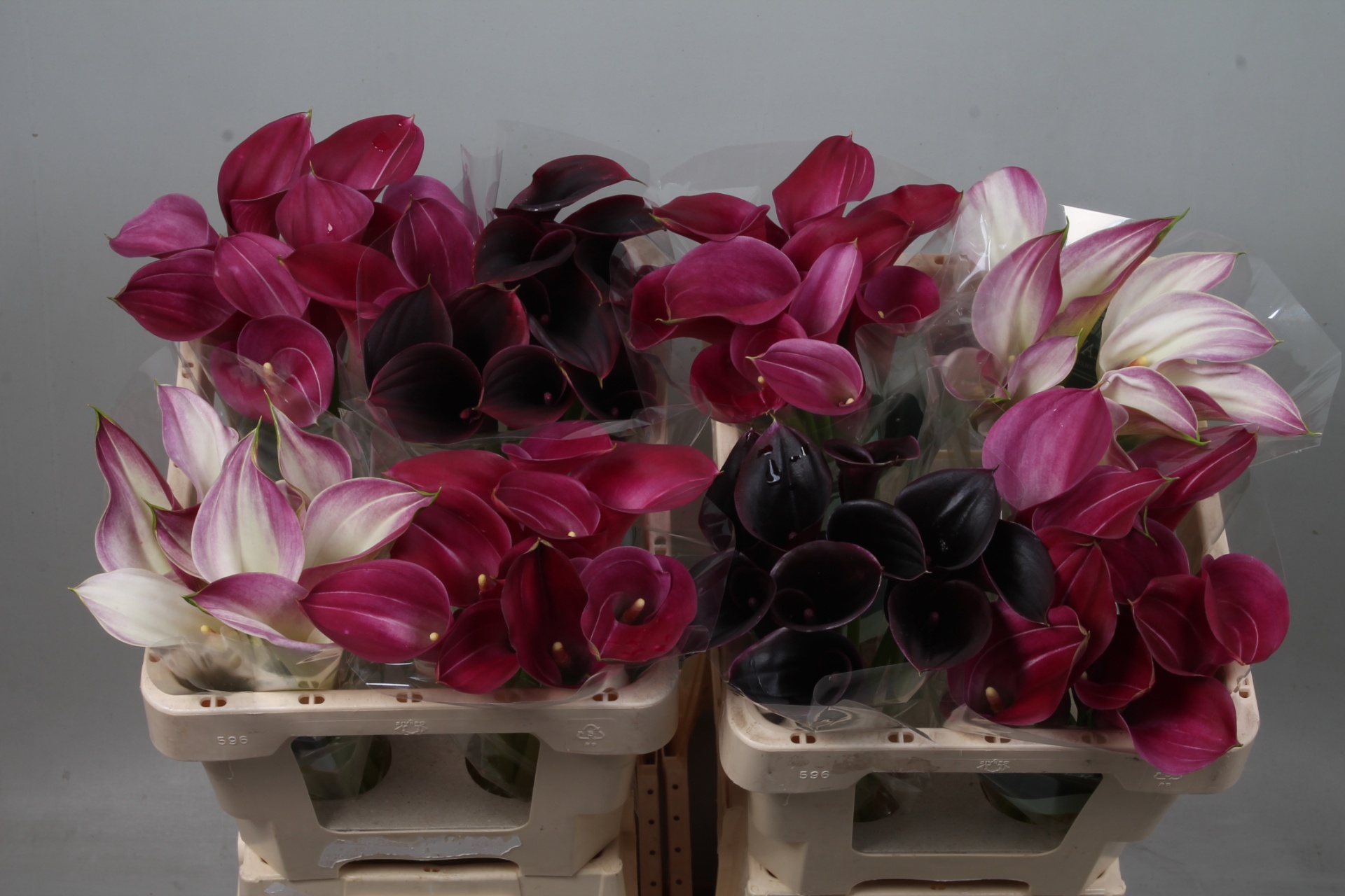 Calla Assorted 50cm