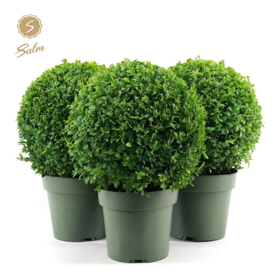 Picture of Buxus semp. Ball Ø25cm P21