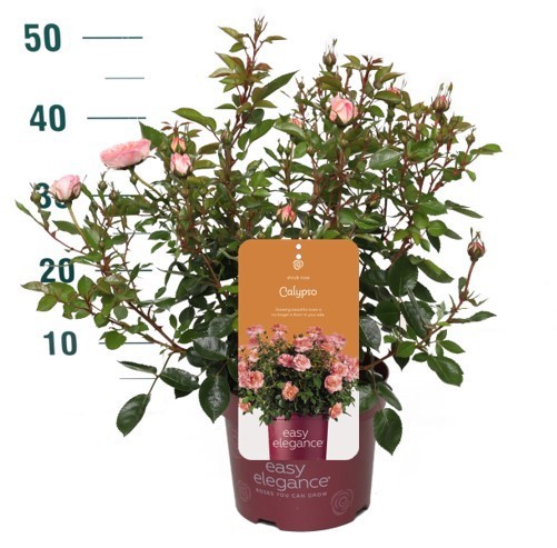 Rosa 'Calypso' - Struik - - Easy Elegance