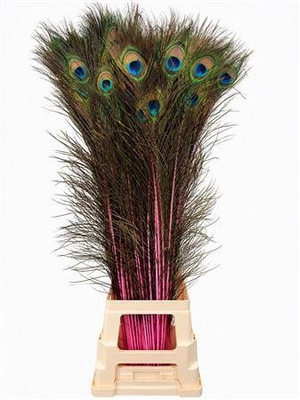 Peacock Feathers 80cm
