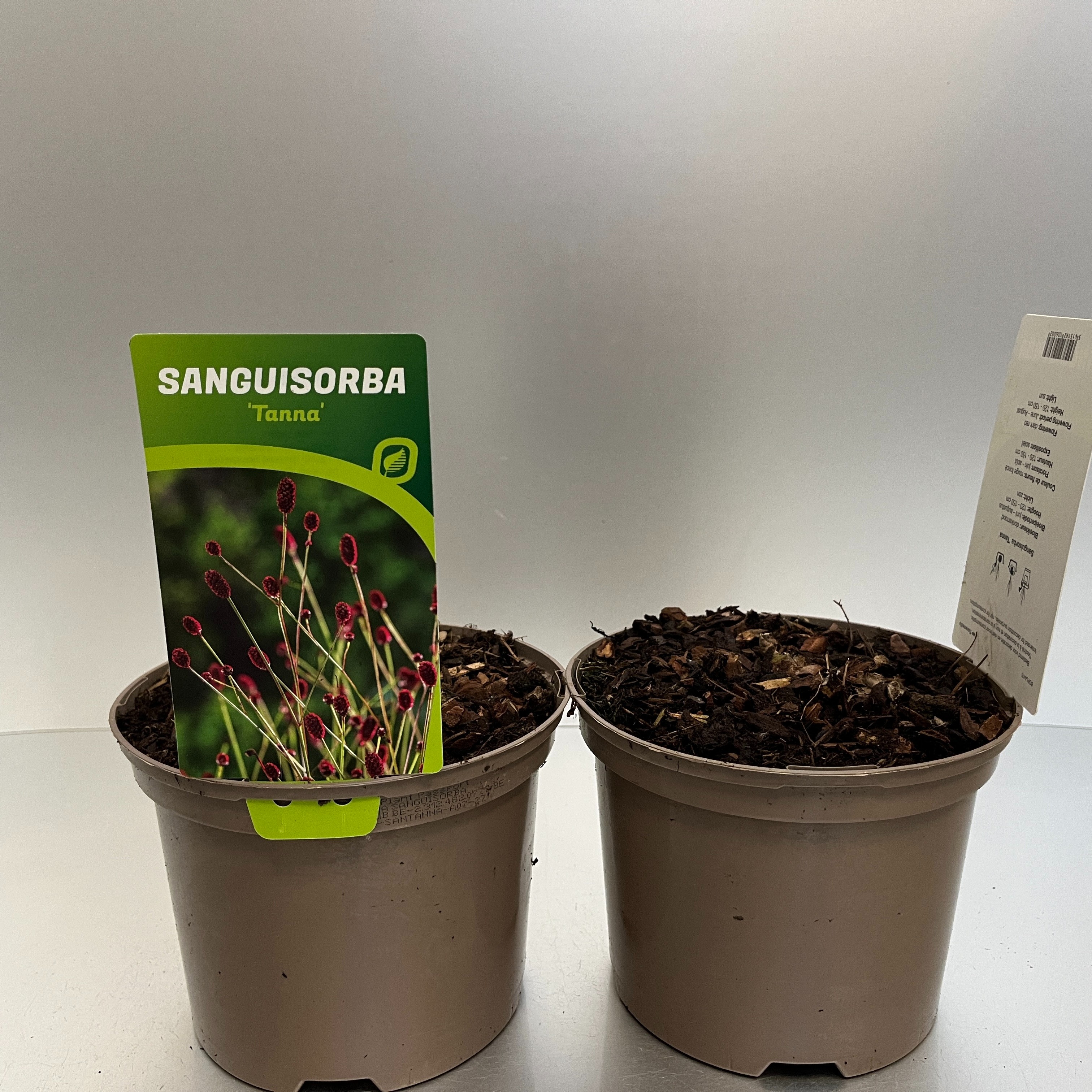 Picture of Sanguisorba Tanna P17 (2 Ltr)