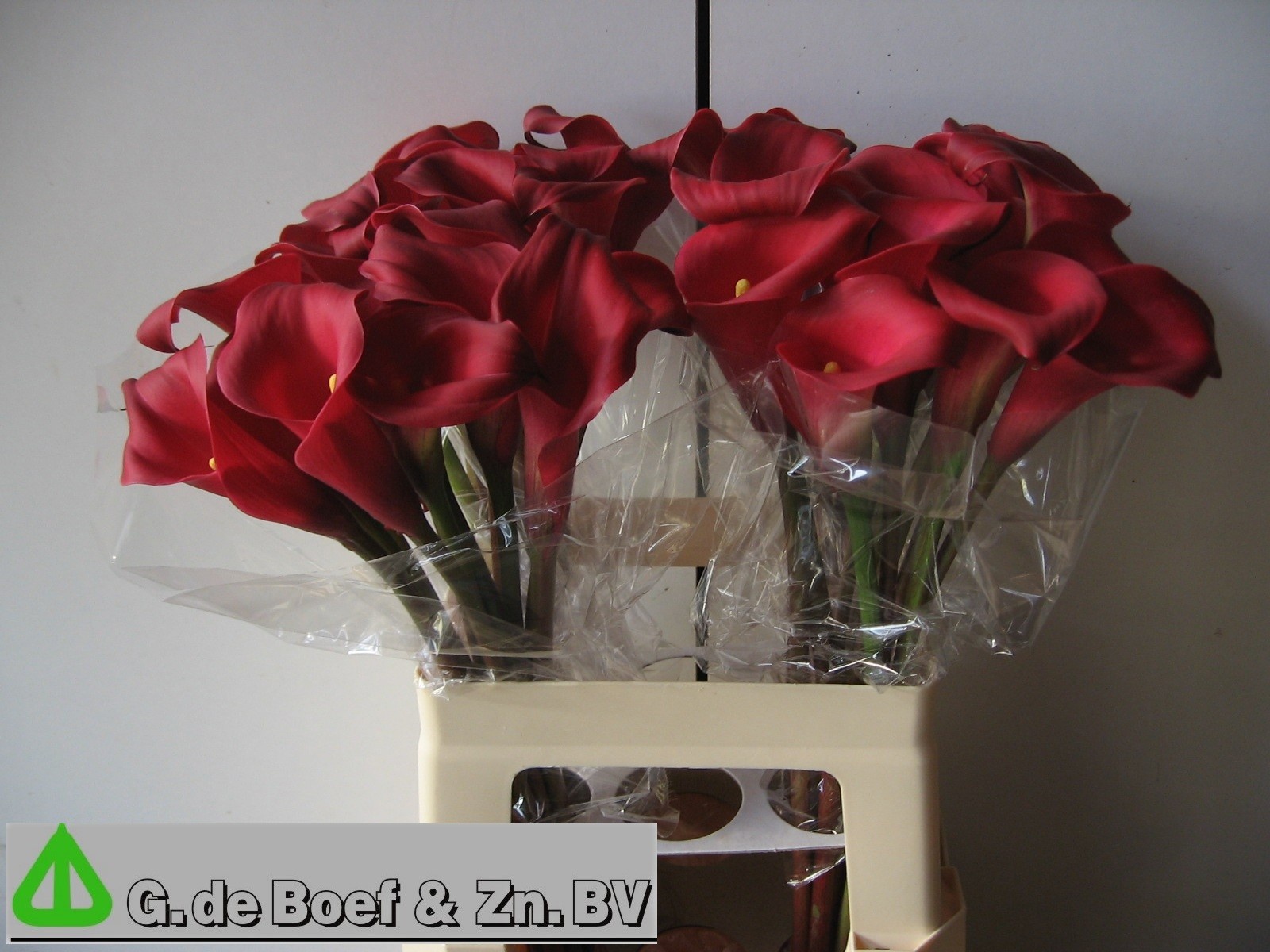 Calla Nashville 60cm