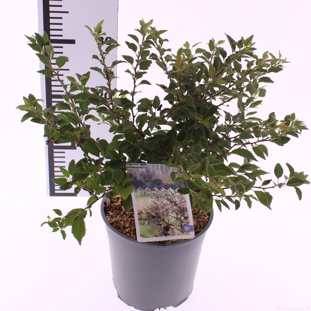 Picture of Prunus incisa 'Kojou-no-mai'