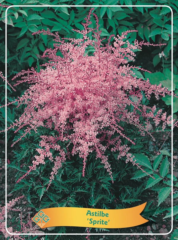 Picture of Astilbe mix 6x10 srt. per shelve P11