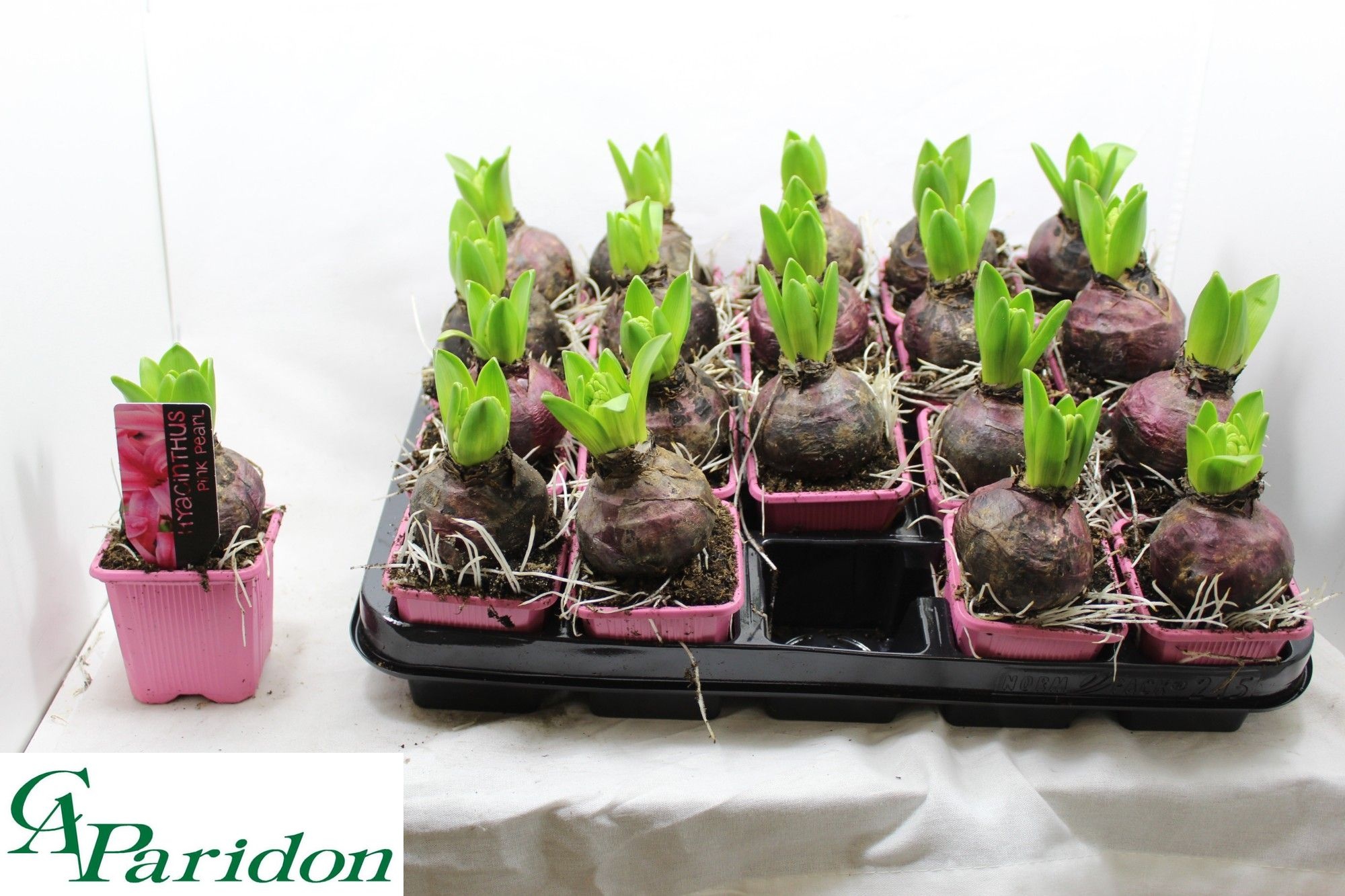 Hyacinth Pink Pearl