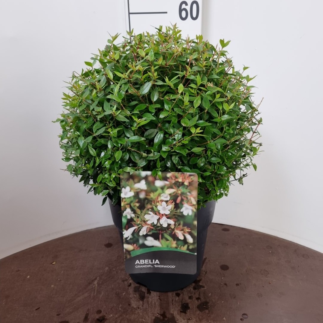 Picture of Abelia grandifl. Sherwood P29 (10 Ltr) (LOOSE)