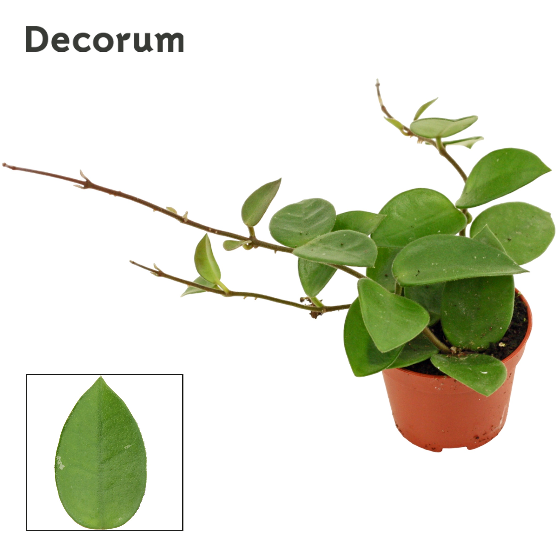 Hoya CV Chouke (Decorum)