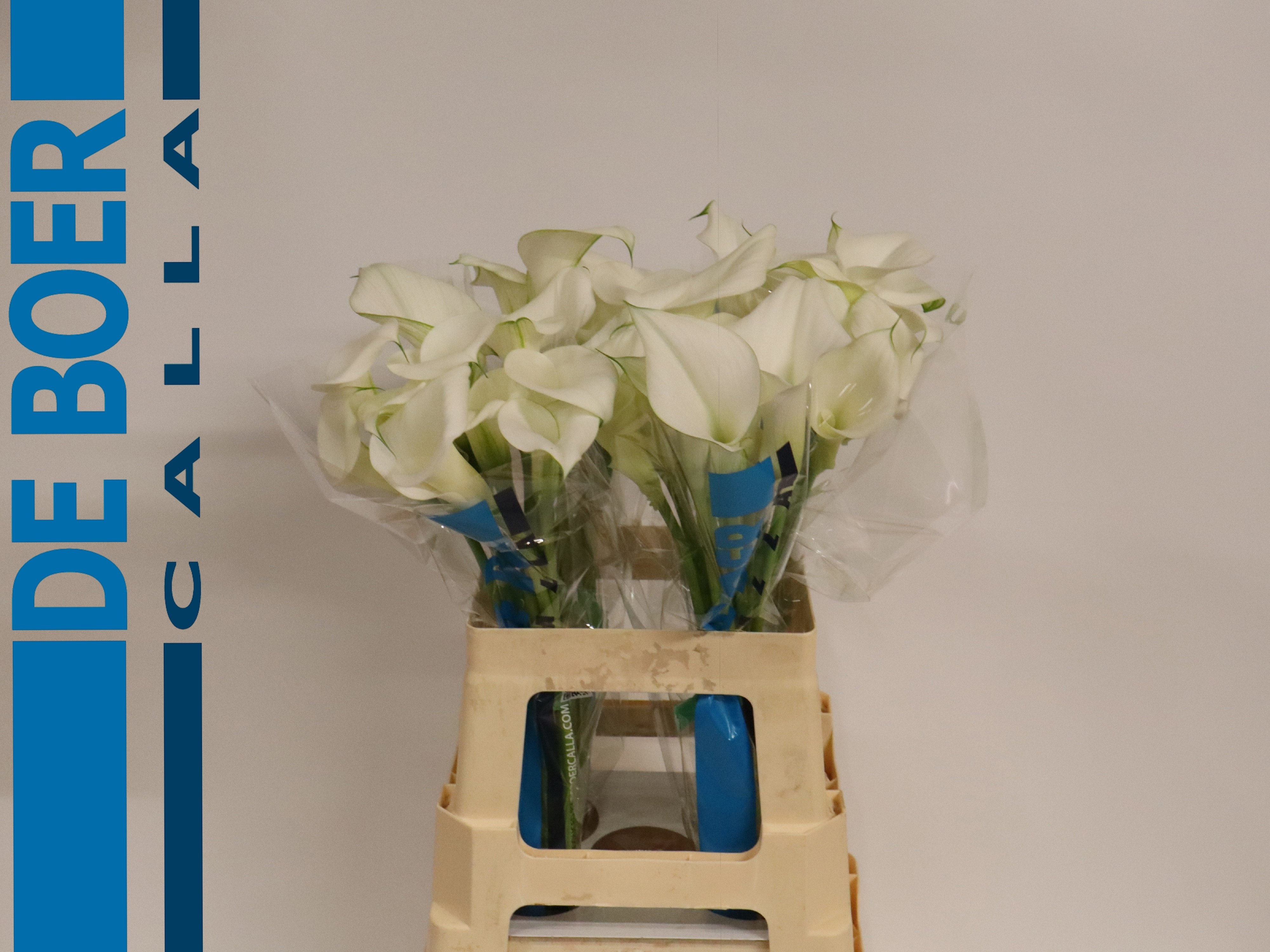 Calla Pure Art 60cm