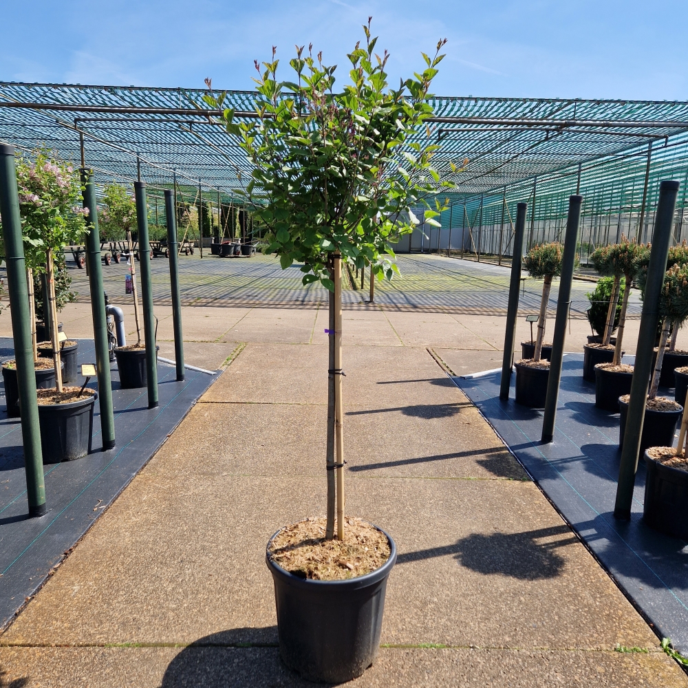 Picture of Syringa meyeri Dark Purple C20 80/STD