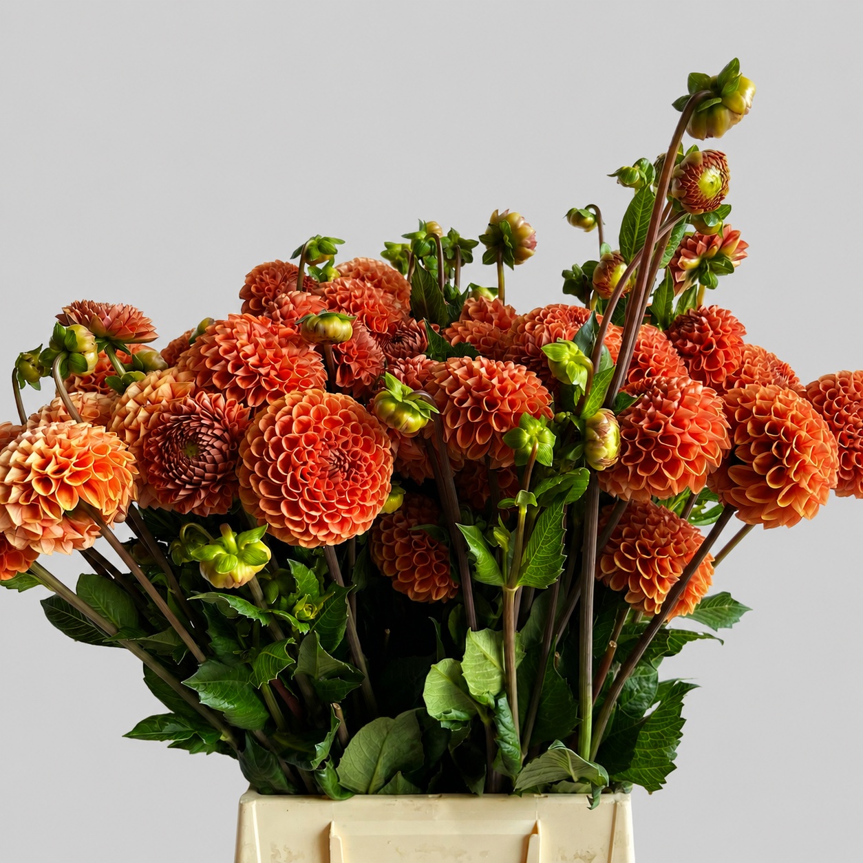 Dahlia Cornel Bronze 50cm