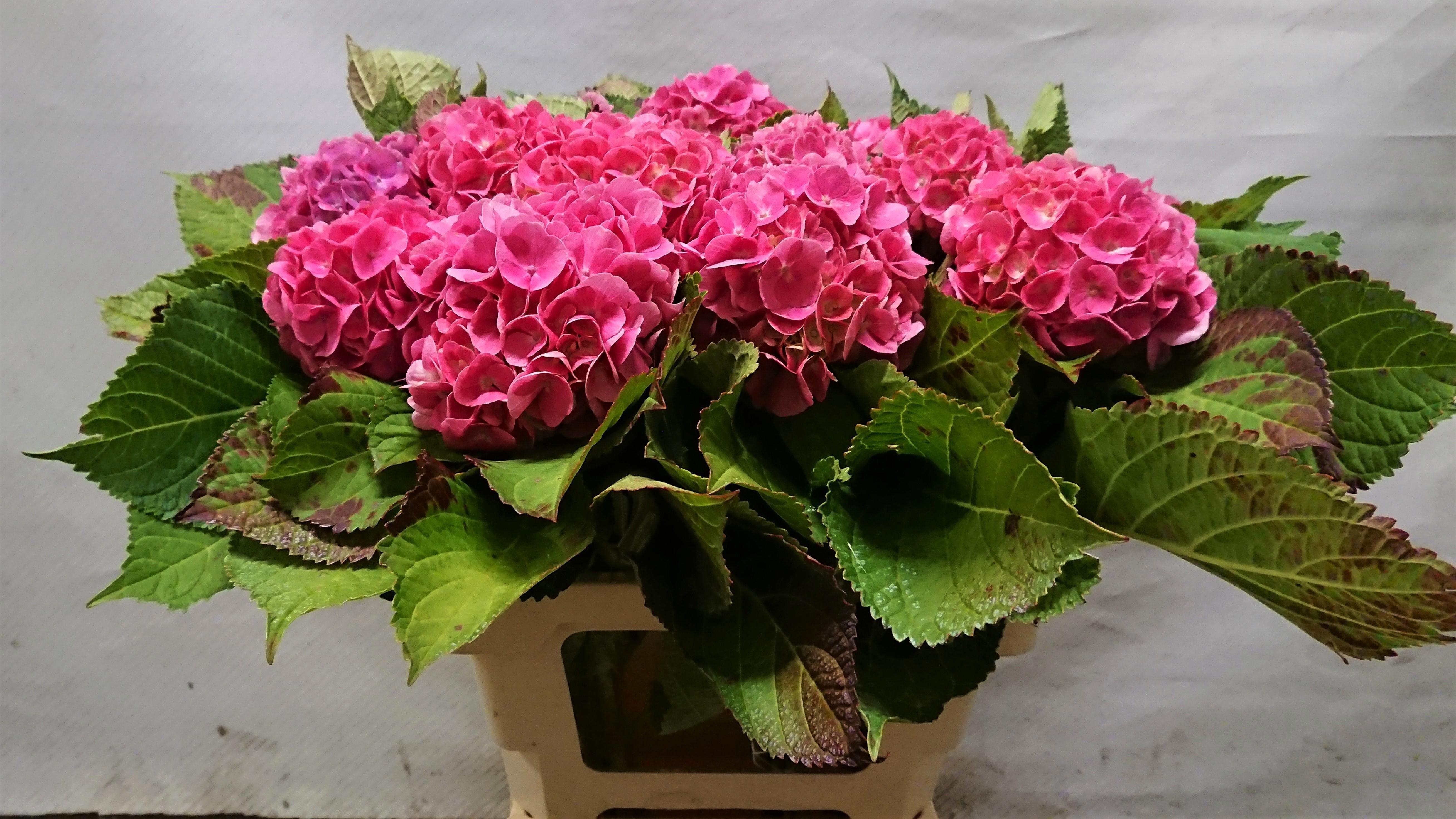 Hydrangea Bodensee Pink 50cm 12Ø