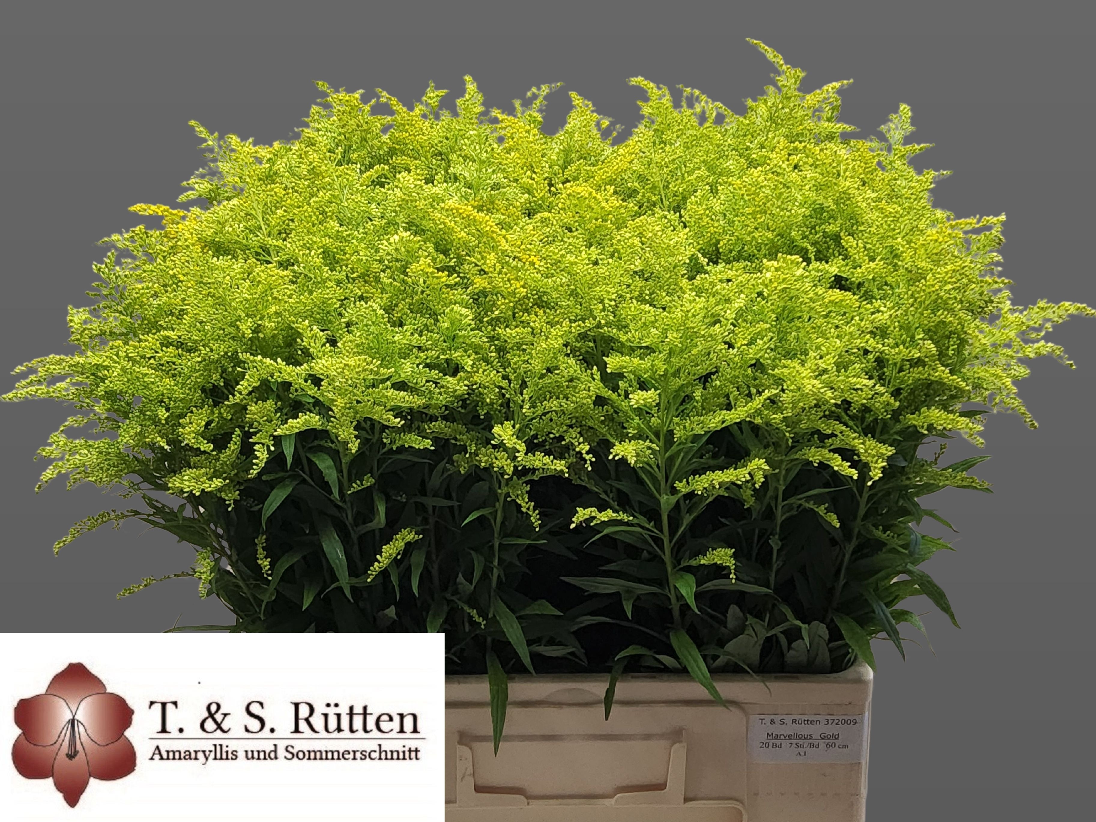 Solidago Bnch 60cm 140gram