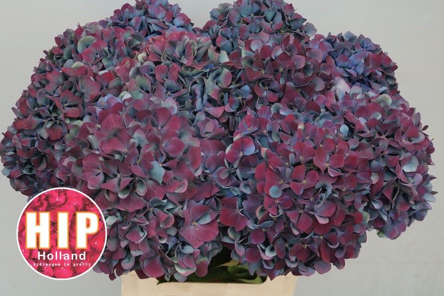 Hydrangea Pimpernel Classic 60cm 20Ø