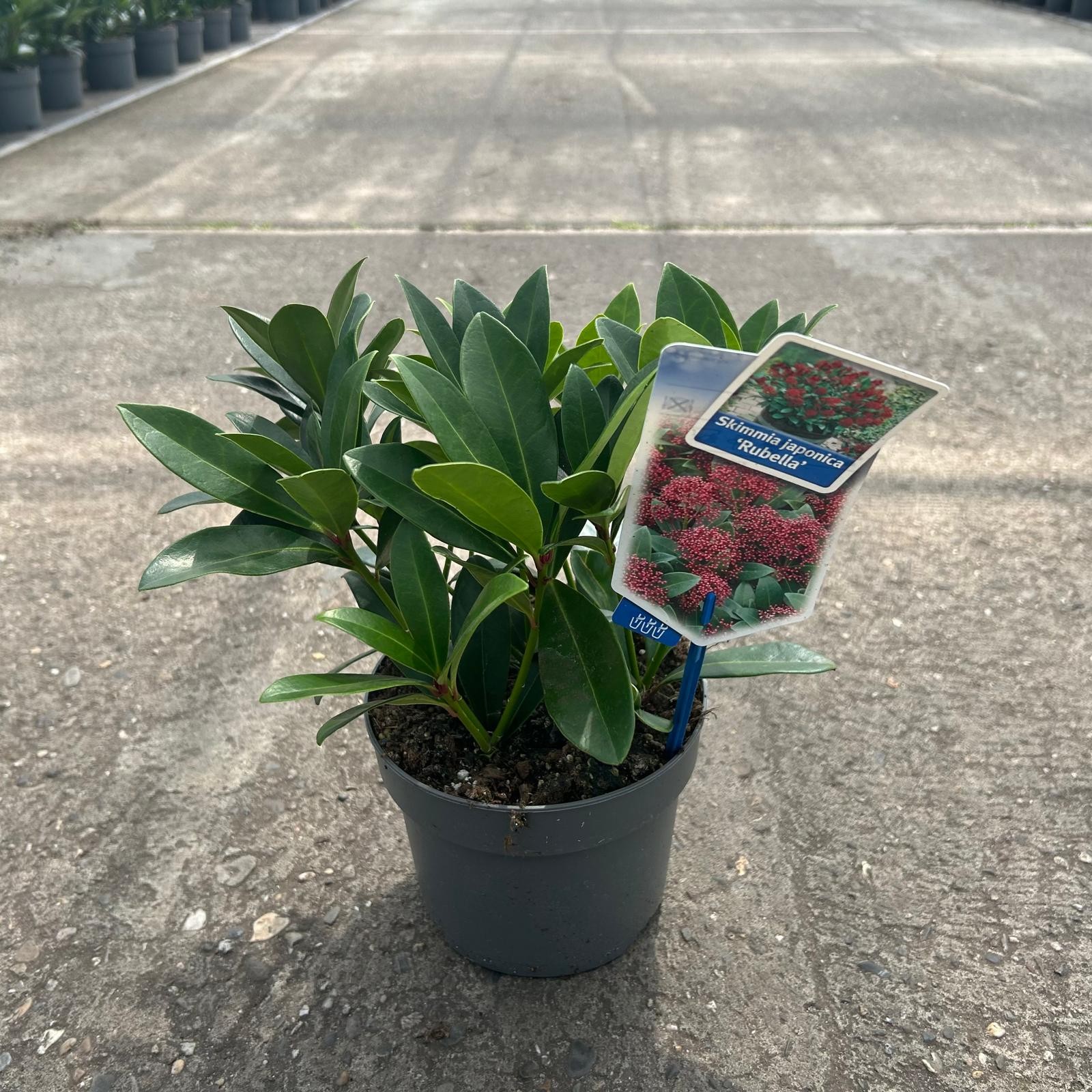 Picture of Skimmia jap. 'Rubella'