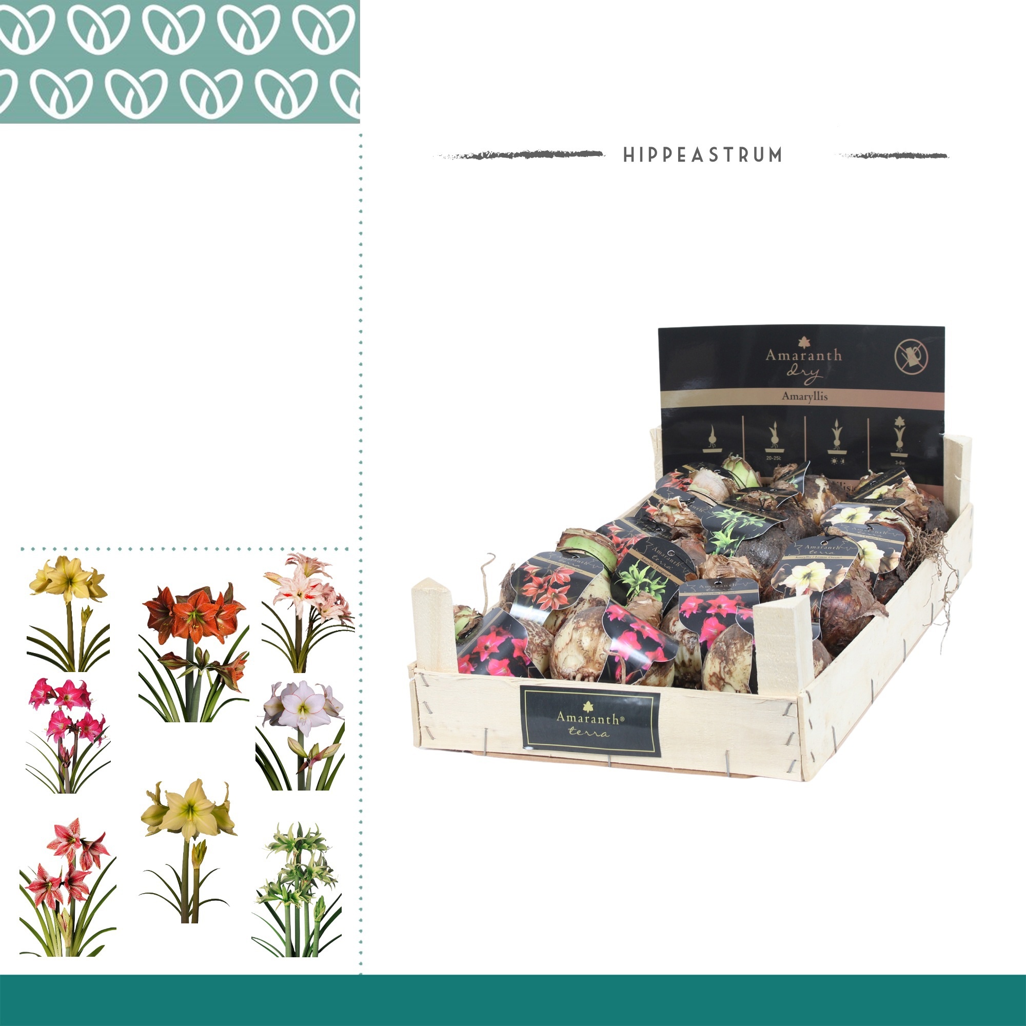Amaryllis Amaranth Specials in Wooden Crate