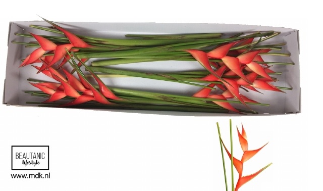 Heliconia Tropical 70cm