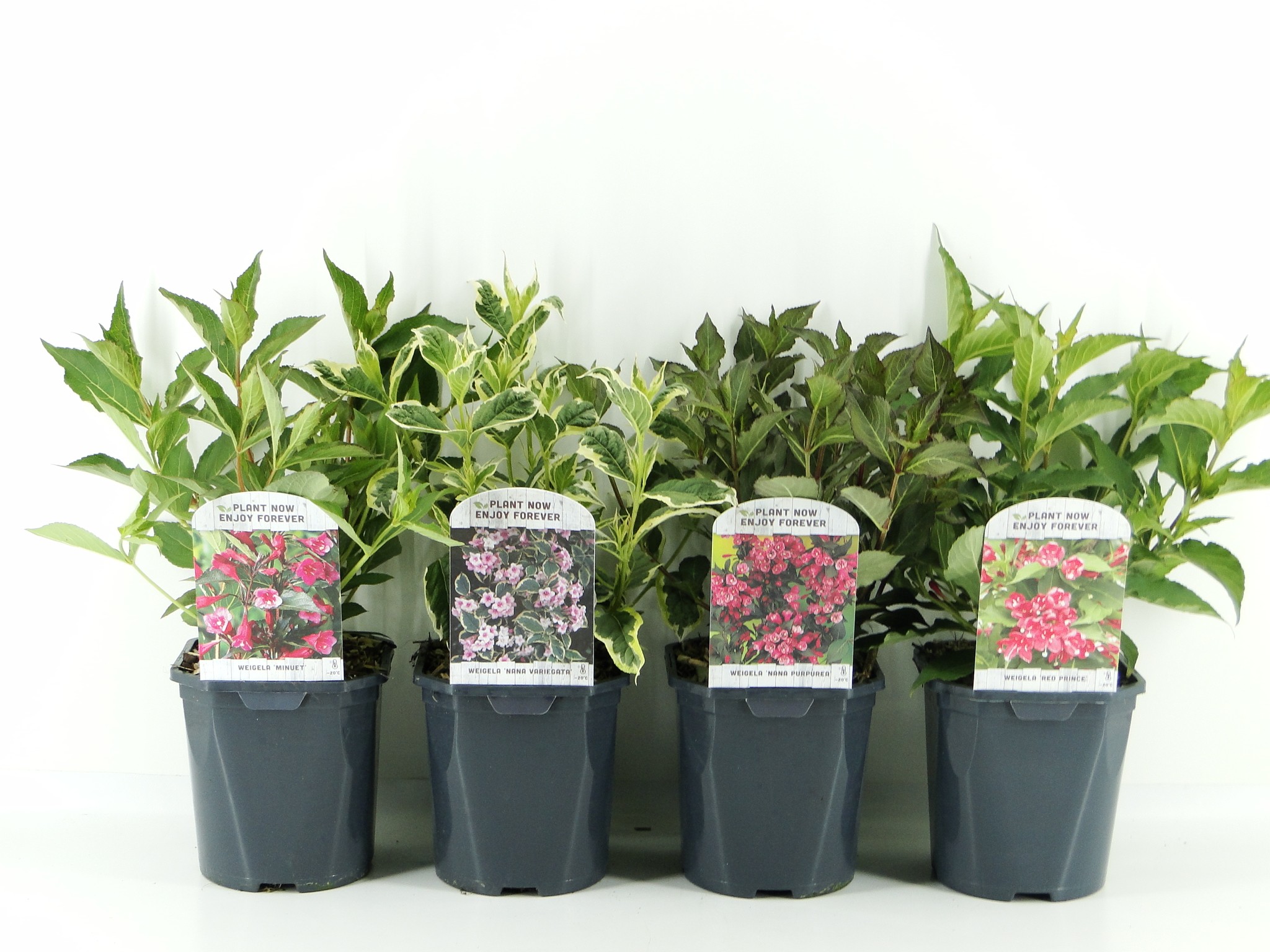 Picture of Weigela lagen mix
