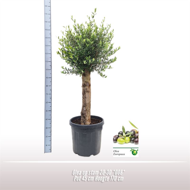 Picture of Olea europaea P45 210cm (LOOSE)