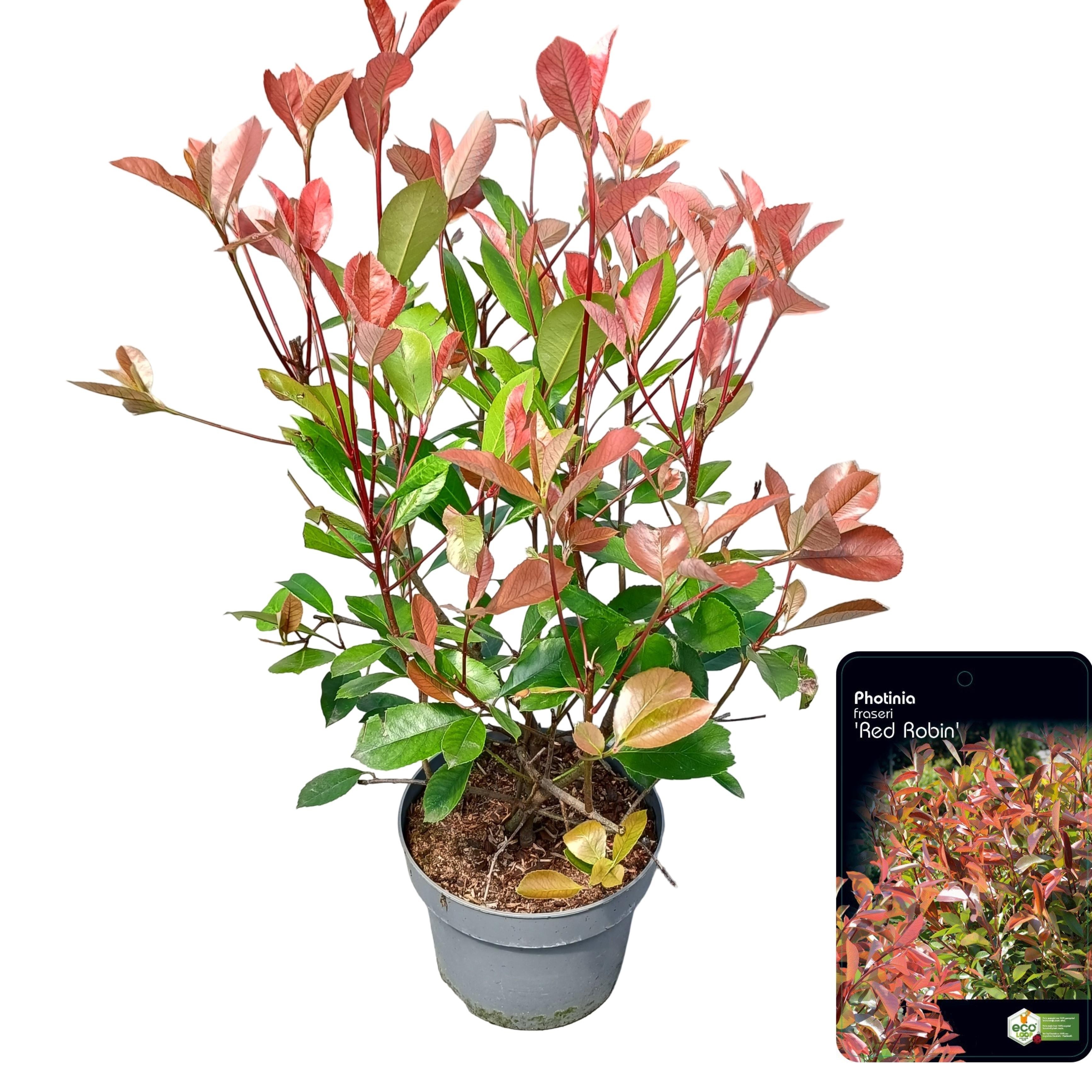 Picture of Photinia fras. 'Red Robin'