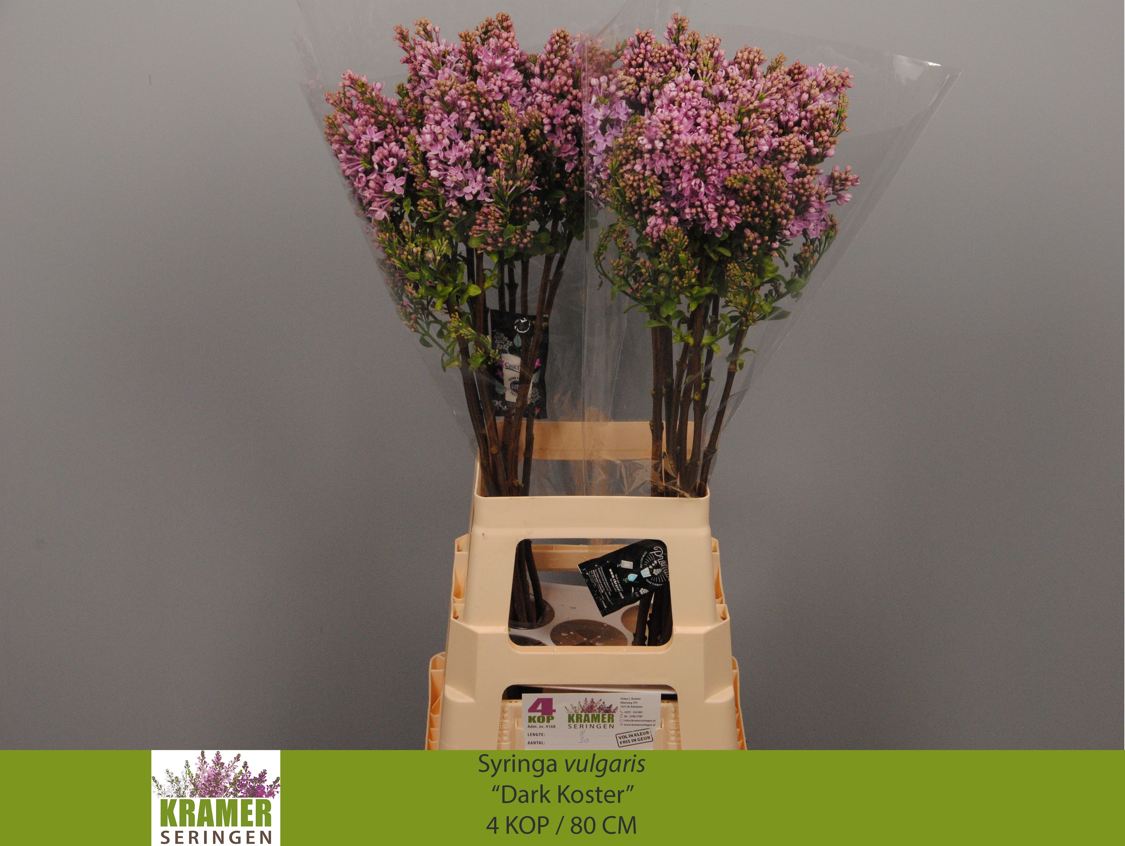 Lilac Dark Koster 80cm 4