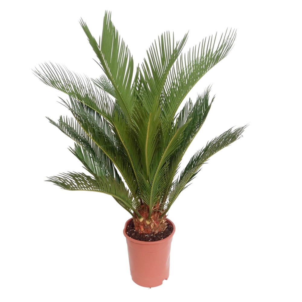Cycas revoluta
