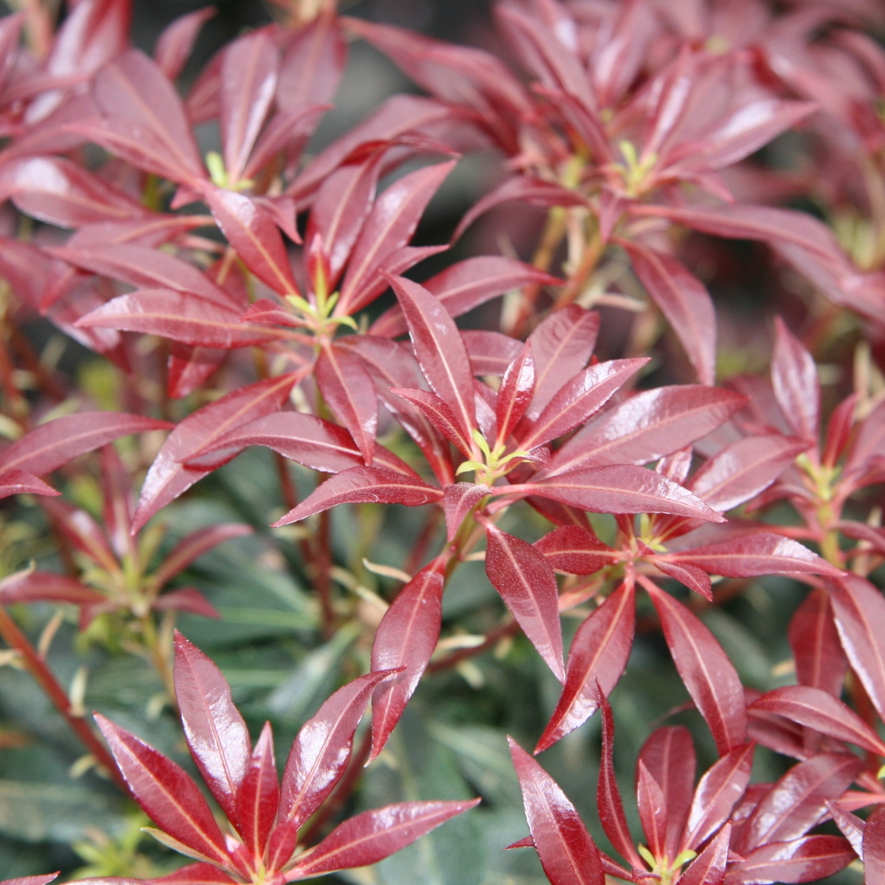 Picture of Pieris jap. ‘Katsura’ PBR