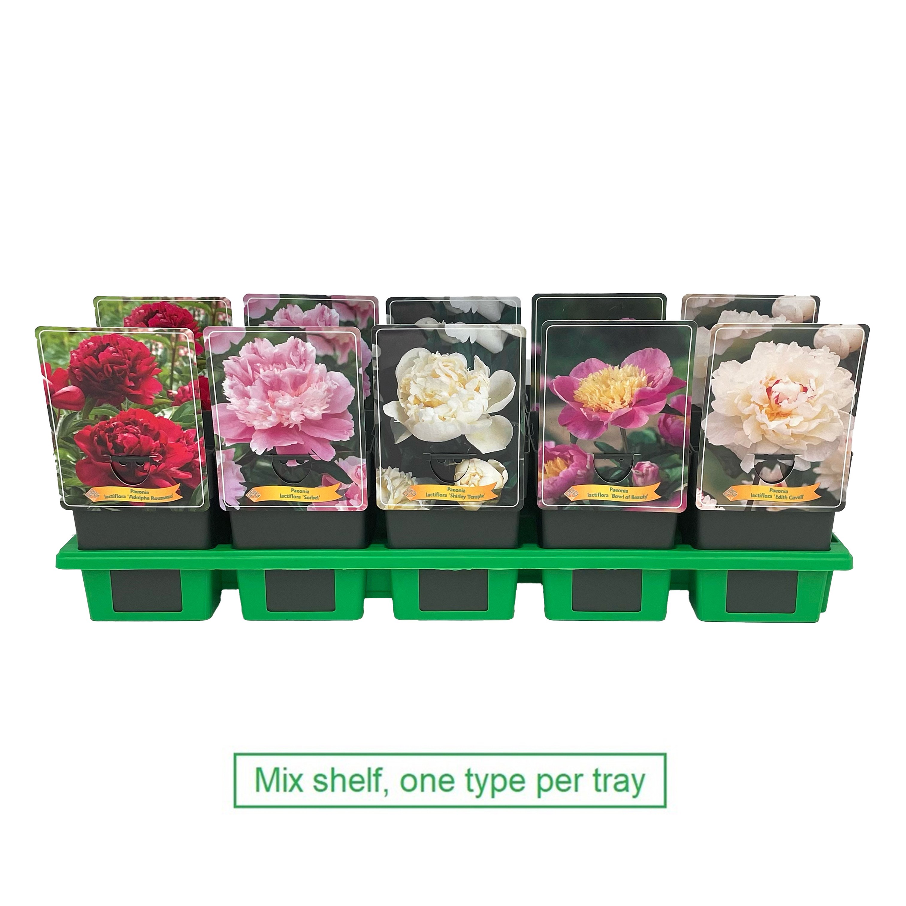 Picture of Paeonia lactiflora mix shelve P11